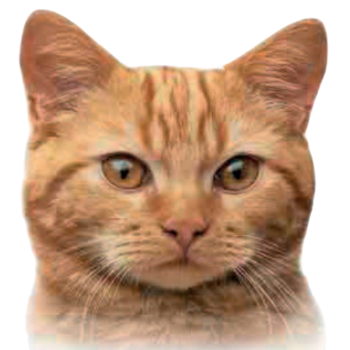 cat image