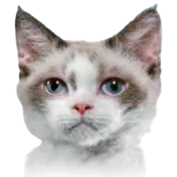 Lambkin Dwarf  thumbnail