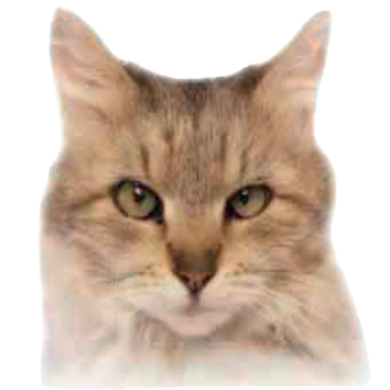Skookum thumbnail