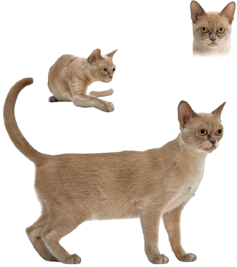 cat image