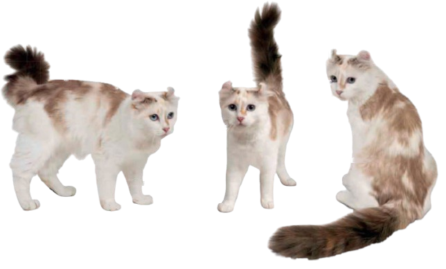 cat image