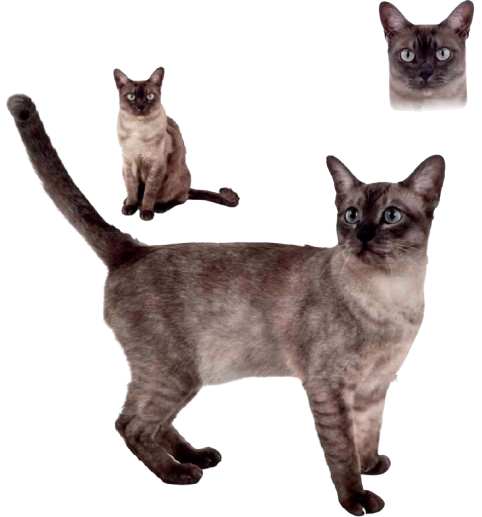 cat image