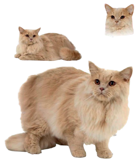 cat image