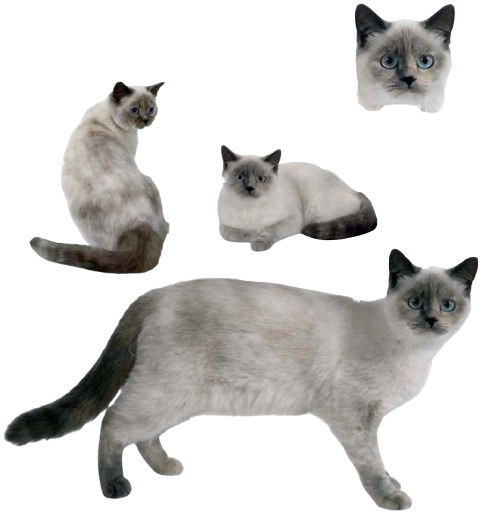 cat image