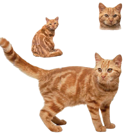 cat image