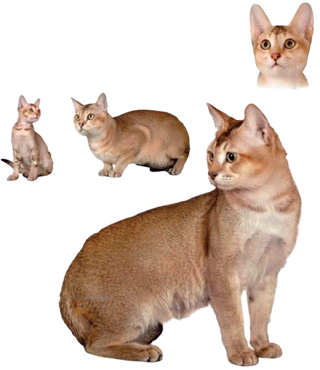 cat image