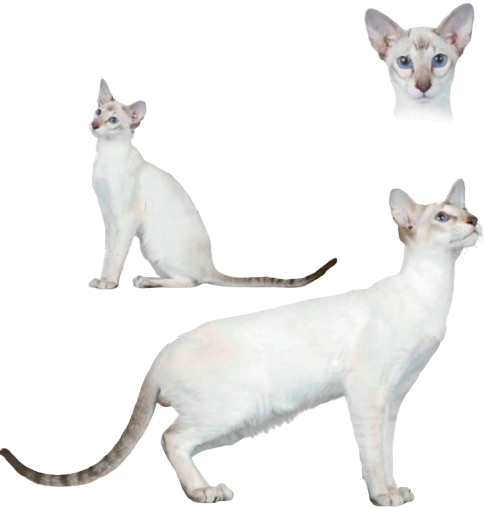 cat image