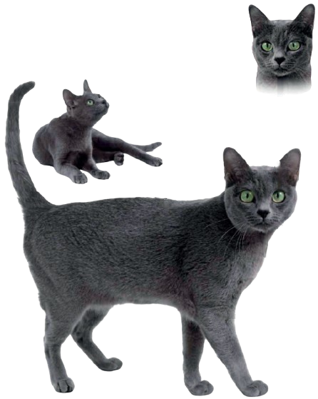 cat image