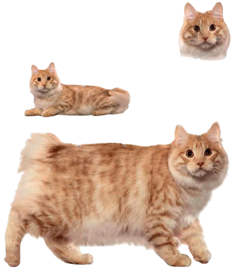 cat image