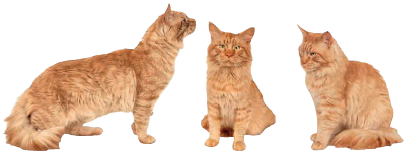 cat image