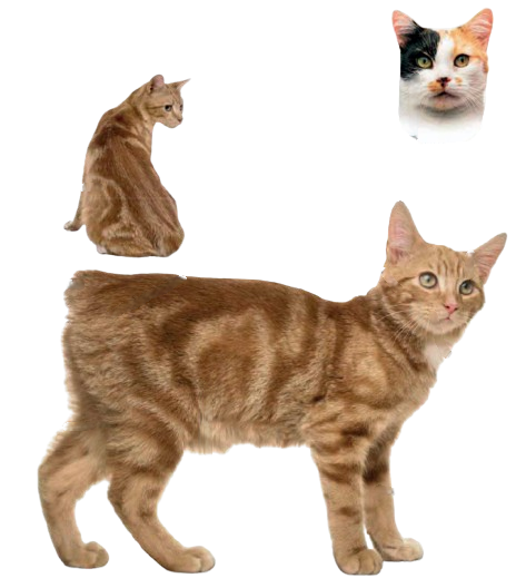 cat image