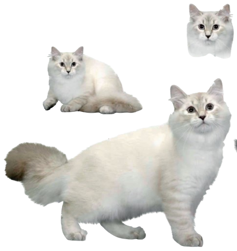 cat image