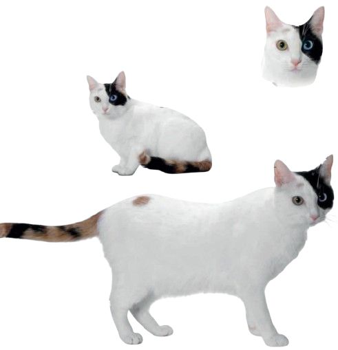 cat image