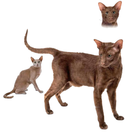cat image