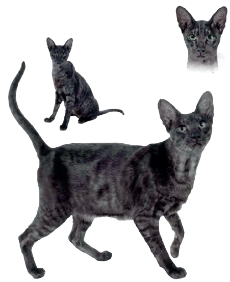 cat image