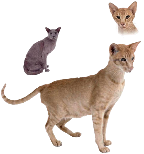 cat image