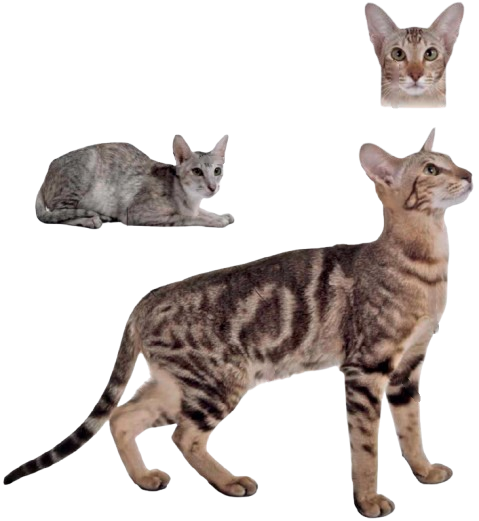 cat image