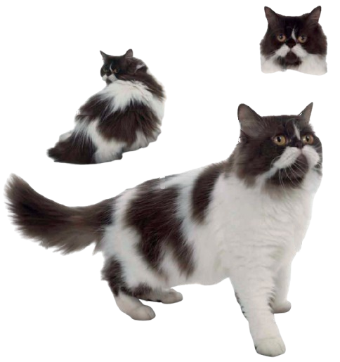 cat image