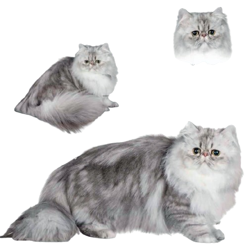 cat image