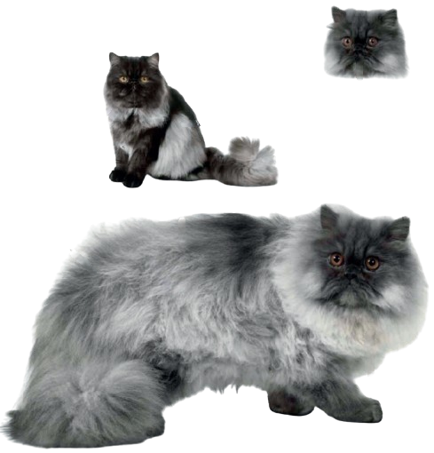 cat image