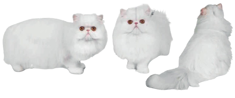 cat image