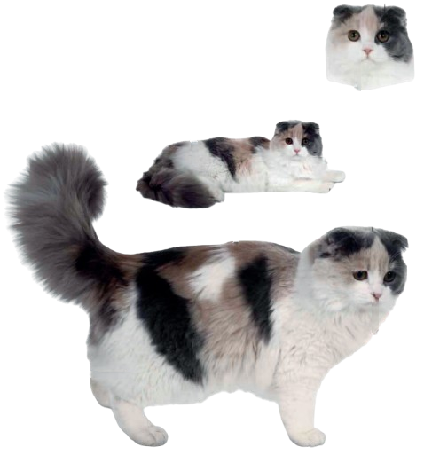 cat image