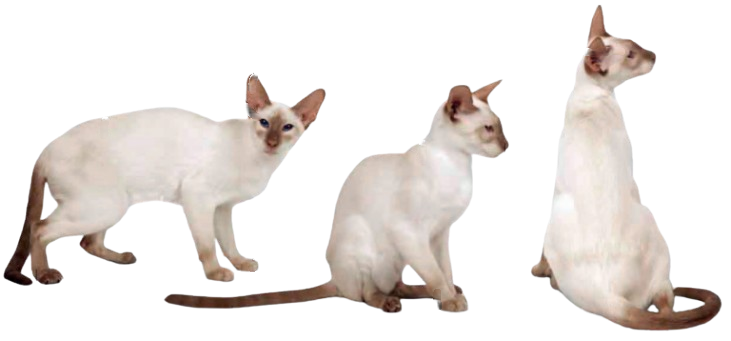 cat image