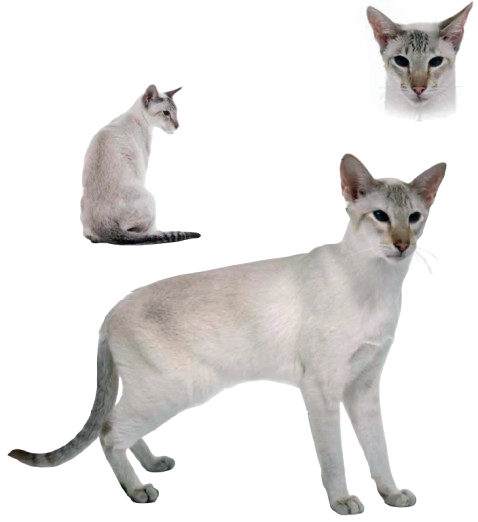 cat image