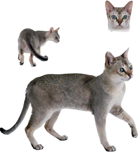 cat image