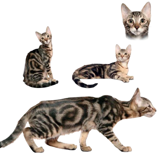 cat image