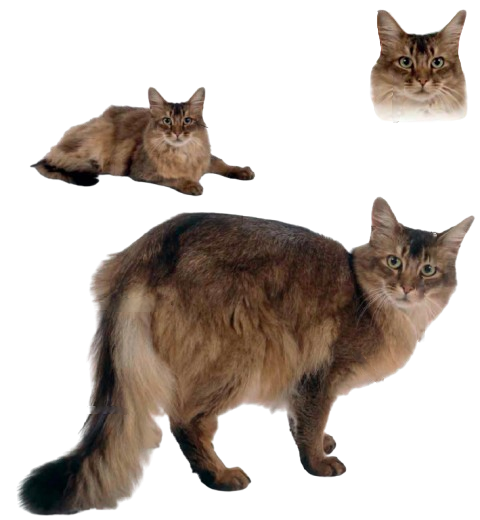 cat image