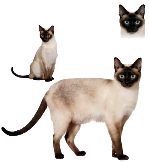 cat image