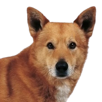{{title}}
