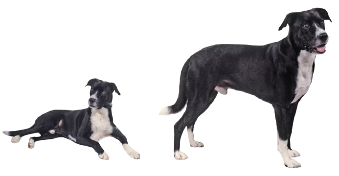 {{title}}