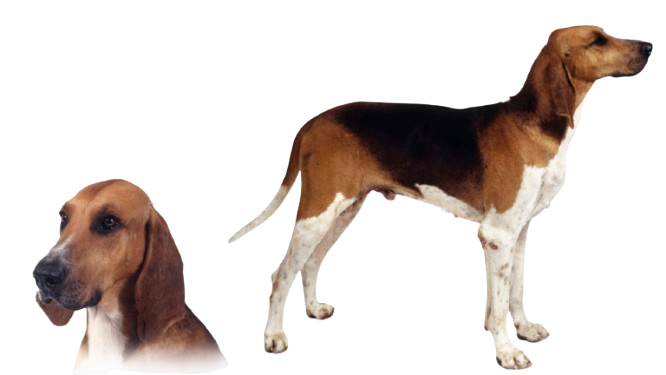 {{title}}