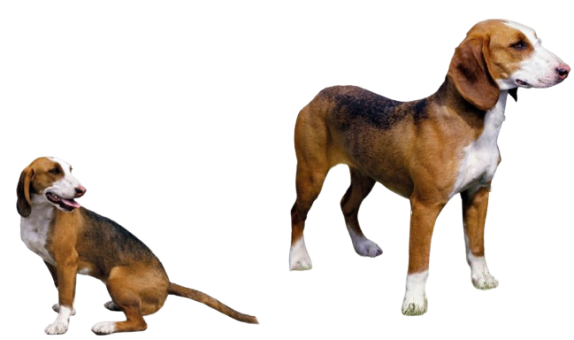{{title}}