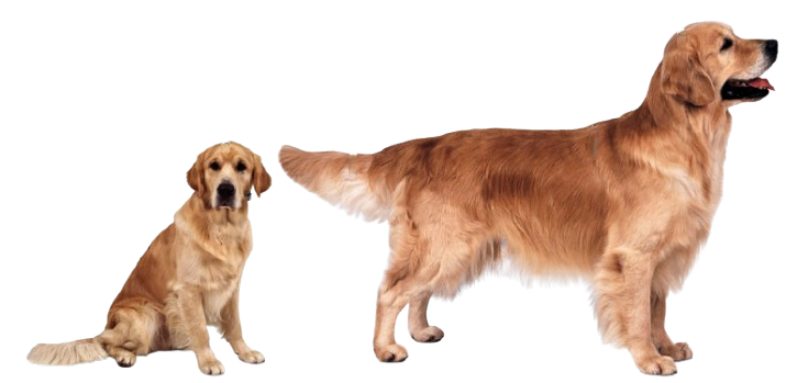 {{title}}