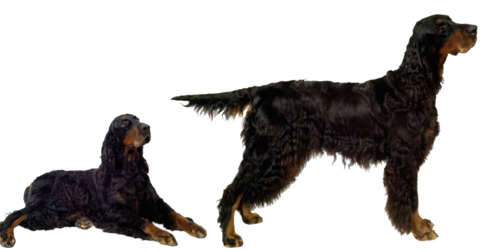 {{title}}