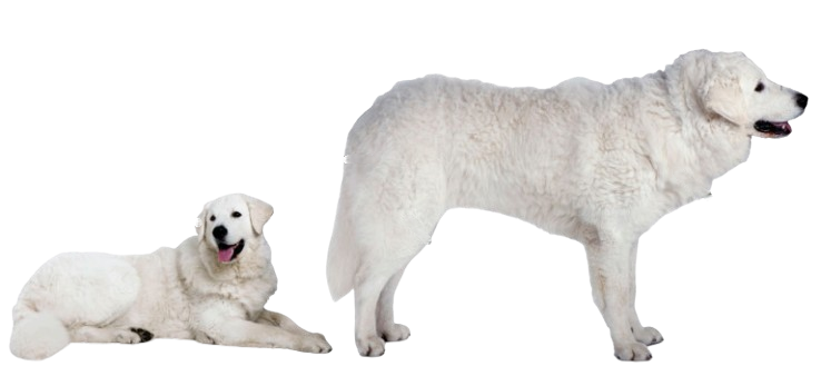 {{title}}