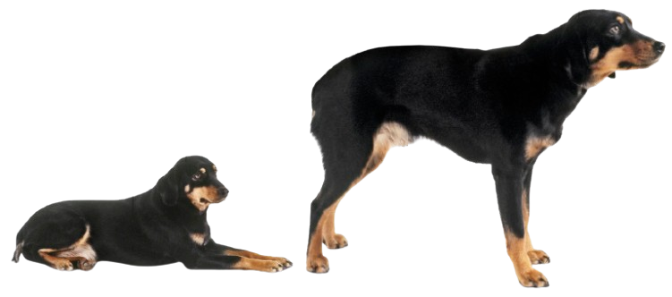 {{title}}